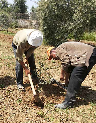Día de la Tierra en Palestina